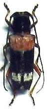 Glenea (Glenea) fasciata Glenea (Glenea) fasciata