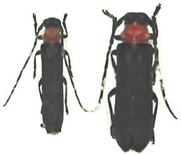 Linda (Linda) annulicornis