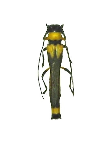 Loboberea pygidialis