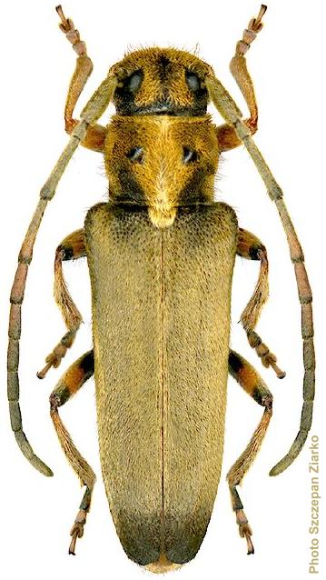 Phytoecia (Neomusaria) balcanica