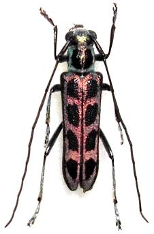 Pareutetrapha eximia