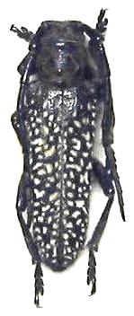 Mallosia (Semnosia) mirabilis