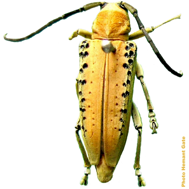 Stibara nigricornis