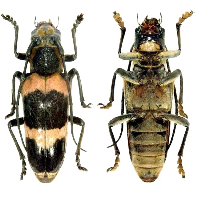 Thermistis nigromacula