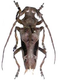 Temnoscelis waddeli