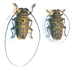 Sternotomis (Sternotomis) bohemanni ferreti
