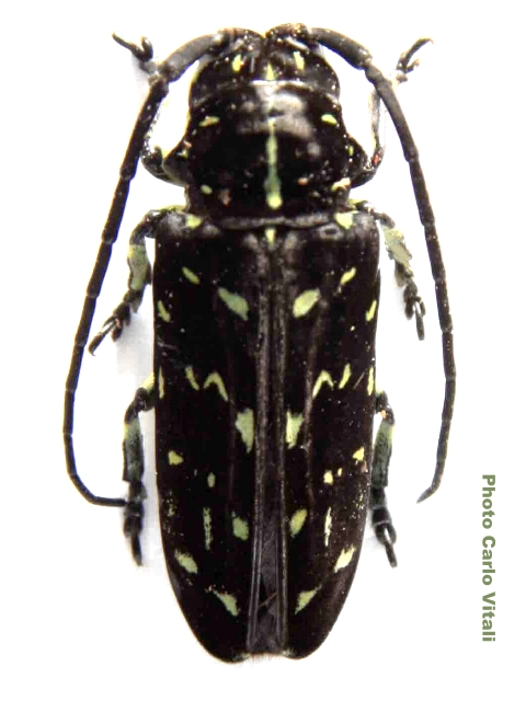 Sternoharpya stictica