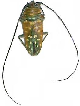 Sternotomis (Sternotomis) variabilis