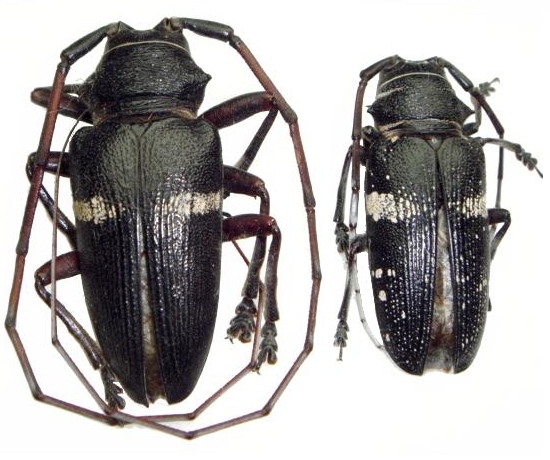 Zographus cingulatus
