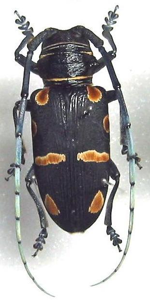 Zographus oculator