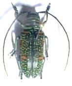 Zographus regalis