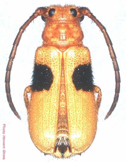 Astathes (Tetraophthalmus) bimaculata