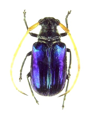 Astathes (Tetraophthalmus) caloptera