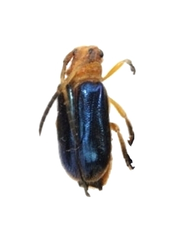 Astathes (Tetraophthalmus) violaceipennis