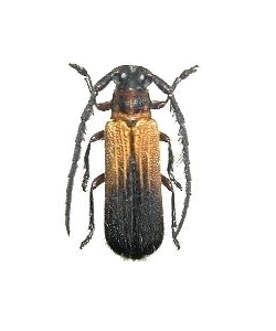 Parastathes (Antennastathes) apicalis