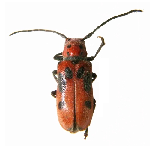 Tetraopes tetrophthalmus