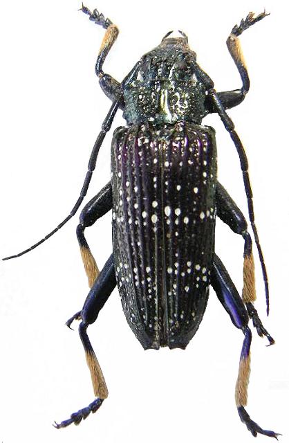 Sphingnotus insignis albertisi