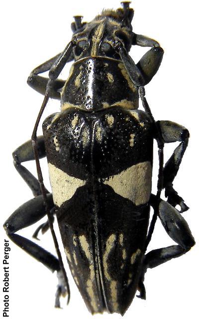 Trigonoptera spilonota