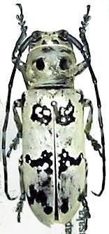 Rhaphidopsis melaleuca