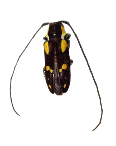 Tragocephala mniszechii 