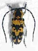 Tragocephala crassicornis