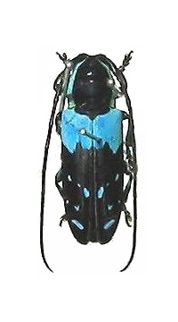 Tragocephala caerulescens 