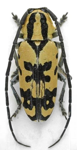 Tragocephala variegata