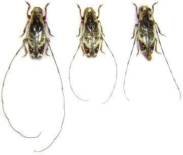 Hirtaeschopalaea nubila