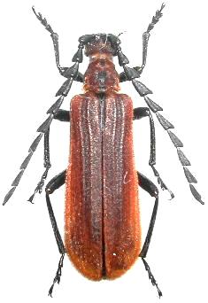 Pyrocalymma thailandensis