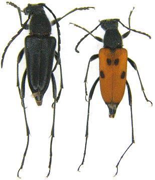 Anastrangalia laetifica
