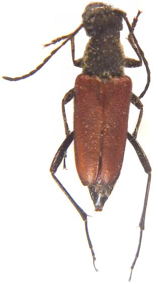Anastrangalia sanguinea