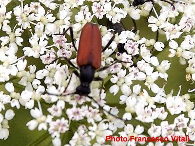 Anastrangalia sanguinolenta