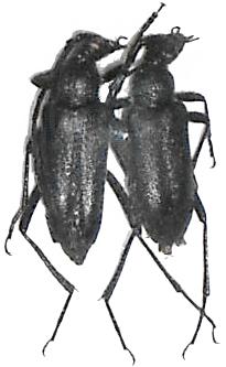 Cribroleptura stragulata