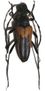 Cribroleptura stragulata