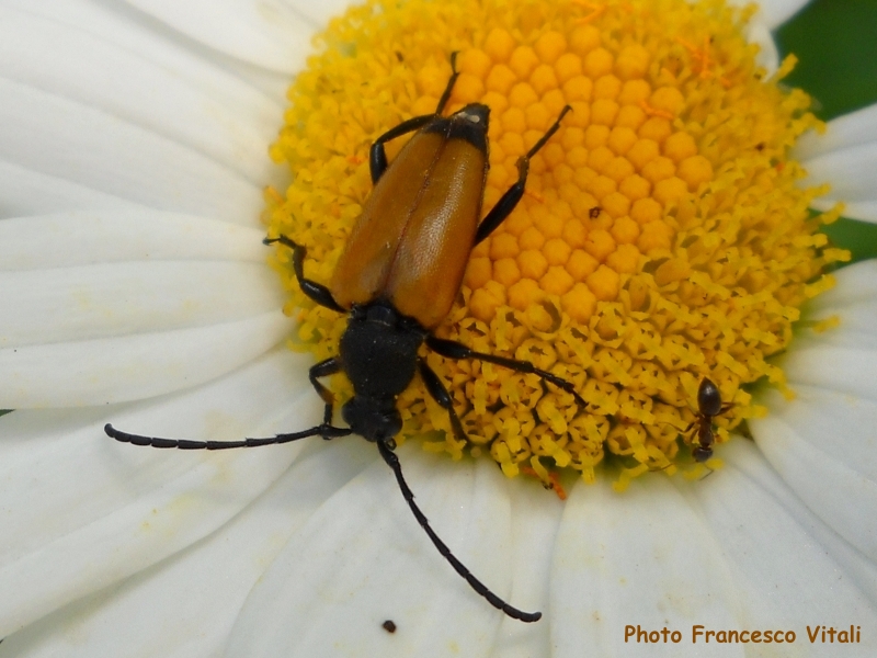 Paracorymbia (s. str.) fulva