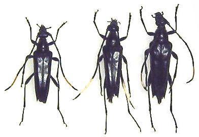 Japanostrangalia dentatipennis