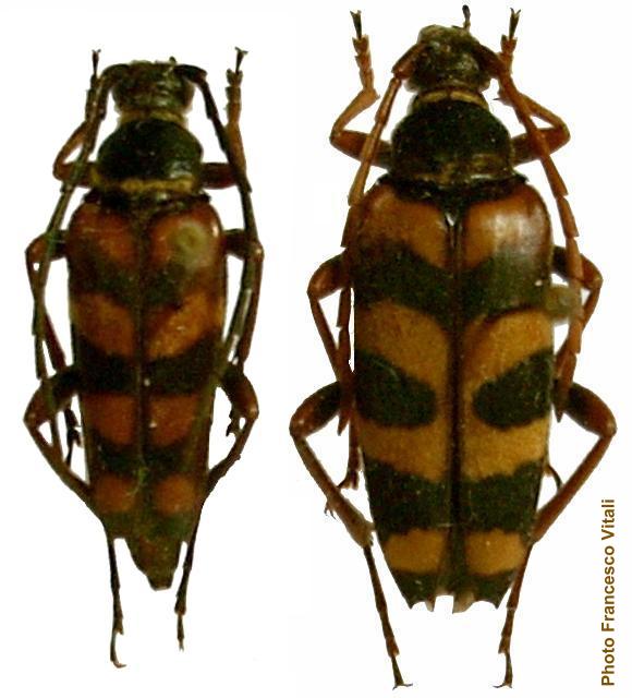 Leptura (Leptura) aurulenta