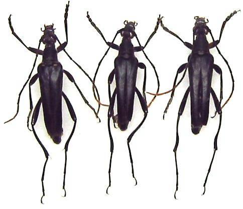 Leptura (Leptura) aethiops