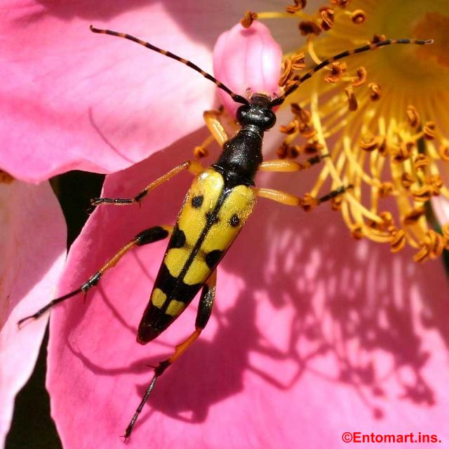 Leptura (Rutpela) maculata Leptura (Rutpela) maculata