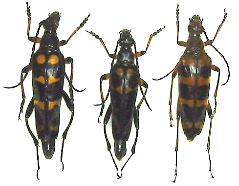 Macroleptura regalis