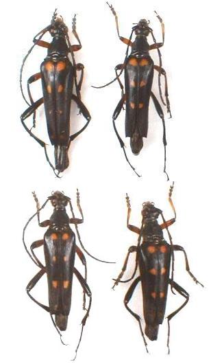 Macroleptura regalis