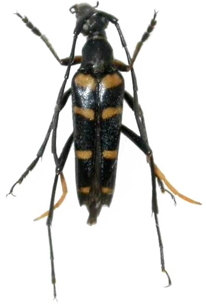 Leptura (Leptura) subtilis