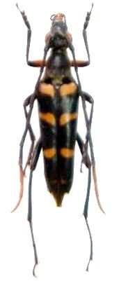 Leptura (Leptura) yakushimana