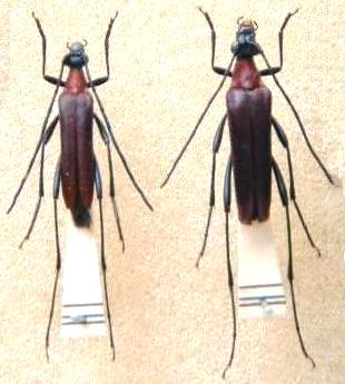 Pygostrangalia dulcis