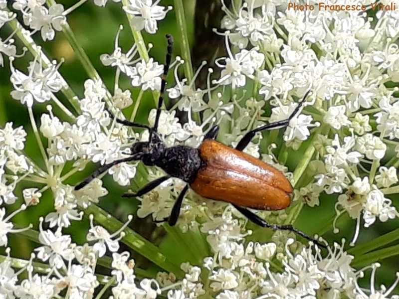Paracorymbia (s. str.) hybrida