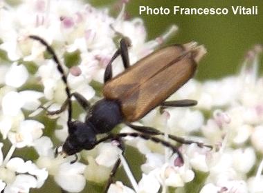 Paracorymbia (s. str.) maculicornis