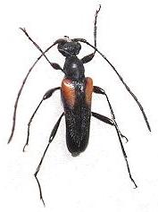 Pseudalosterna aritai