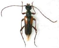 Pseudalosterna aritai