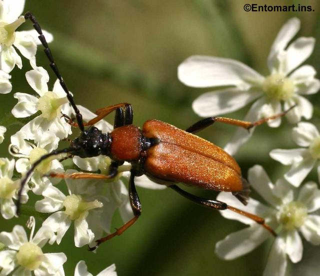 Stictoleptura (Stictoleptura) rubra