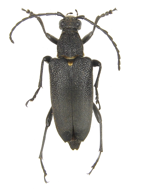 Stictoleptura (Melanoleptura) scutellata